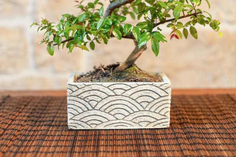 3 - Bonsai 6 Anni con Portavaso Decorativo orientale