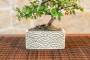 3 - Bonsai 6 Anni con Portavaso Decorativo orientale