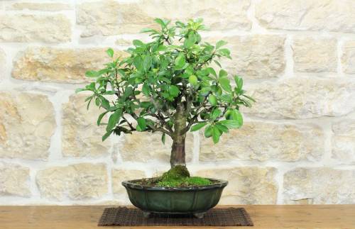 1 - Bonsai di Prugna da frutto (19)