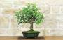 1 - Bonsai di Prugna da frutto (19)