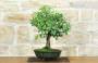 2 - Bonsai di Prugna da frutto (19)