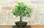3 - Bonsai di Prugna da frutto (19)