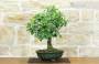 4 - Bonsai di Prugna da frutto (19)