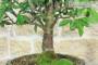 5 - Bonsai di Prugna da frutto (19)