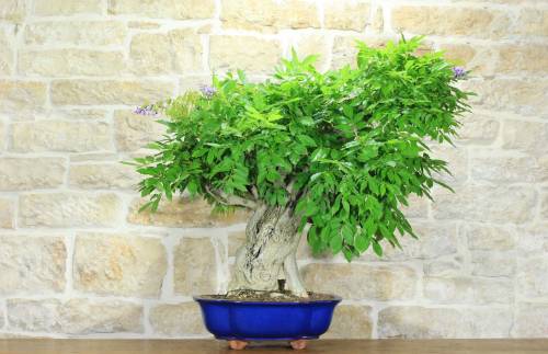 1 - Bonsai di Glicine (31)