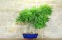 1 - Bonsai di Glicine (31)