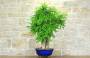 2 - Bonsai di Glicine (31)