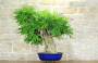 3 - Bonsai di Glicine (31)