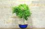 4 - Bonsai di Glicine (31)