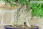 5 - Bonsai di Glicine (31)