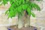 6 - Bonsai di Glicine (31)