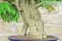 7 - Bonsai di Glicine (31)