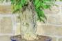 8 - Bonsai di Glicine (31)