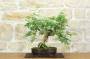 1 - Bonsai di Tamarindo (3)
