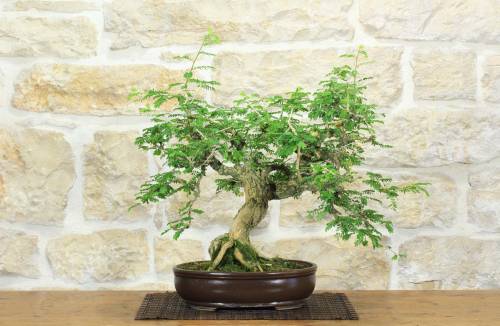 1 - Bonsai di Tamarindo (3)