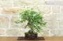 2 - Bonsai di Tamarindo (3)