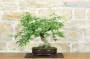 3 - Bonsai di Tamarindo (3)