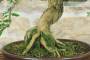 5 - Bonsai di Tamarindo (3)