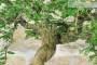 6 - Bonsai di Tamarindo (3)