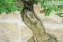 7 - Bonsai di Tamarindo (3)