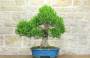 1 - Bonsai di Mirto Tarentina (62)