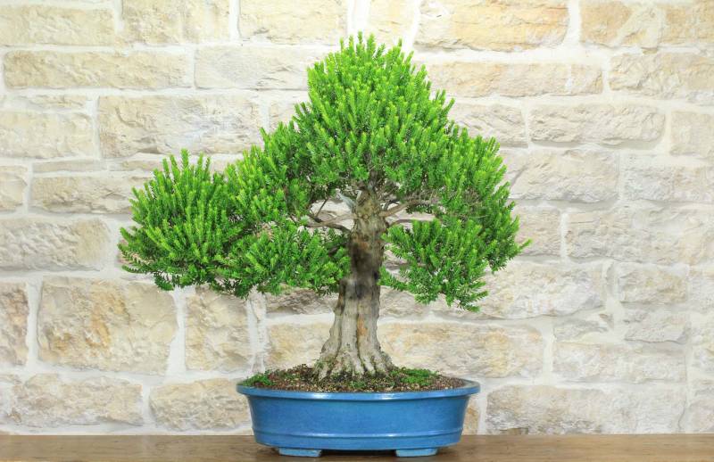 1 - Bonsai di Mirto Tarentina (62)