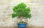 2 - Bonsai di Mirto Tarentina (62)