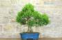 3 - Bonsai di Mirto Tarentina (62)