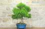 4 - Bonsai di Mirto Tarentina (62)