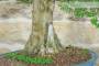6 - Bonsai di Mirto Tarentina (62)