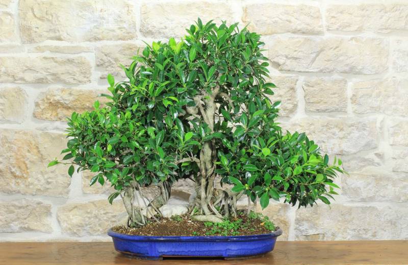 1 - Boschetto di Ficus Retusa (174)