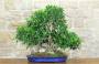 1 - Boschetto di Ficus Retusa (174)