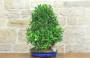 2 - Boschetto di Ficus Retusa (174)