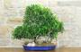 3 - Boschetto di Ficus Retusa (174)