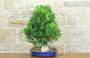 4 - Boschetto di Ficus Retusa (174)