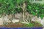 5 - Boschetto di Ficus Retusa (174)