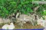 6 - Boschetto di Ficus Retusa (174)