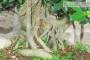 7 - Boschetto di Ficus Retusa (174)