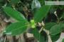 8 - Boschetto di Ficus Retusa (174)