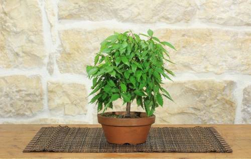 1 - Pre Bonsai di Zelkova Serrata (1)