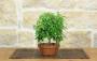 1 - Pre Bonsai di Zelkova Serrata (1)