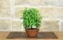 3 - Pre Bonsai di Zelkova Serrata (1)