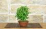 4 - Pre Bonsai di Zelkova Serrata (1)