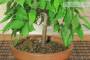 5 - Pre Bonsai di Zelkova Serrata (1)