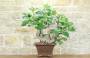 1 - Bonsai di Fico (82)