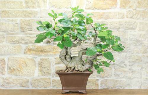 1 - Bonsai di Fico (82)