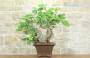 3 - Bonsai di Fico (82)