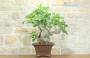 4 - Bonsai di Fico (82)