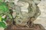 8 - Bonsai di Fico (82)