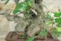 9 - Bonsai di Fico (82)